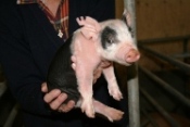 ファームステイ　子豚